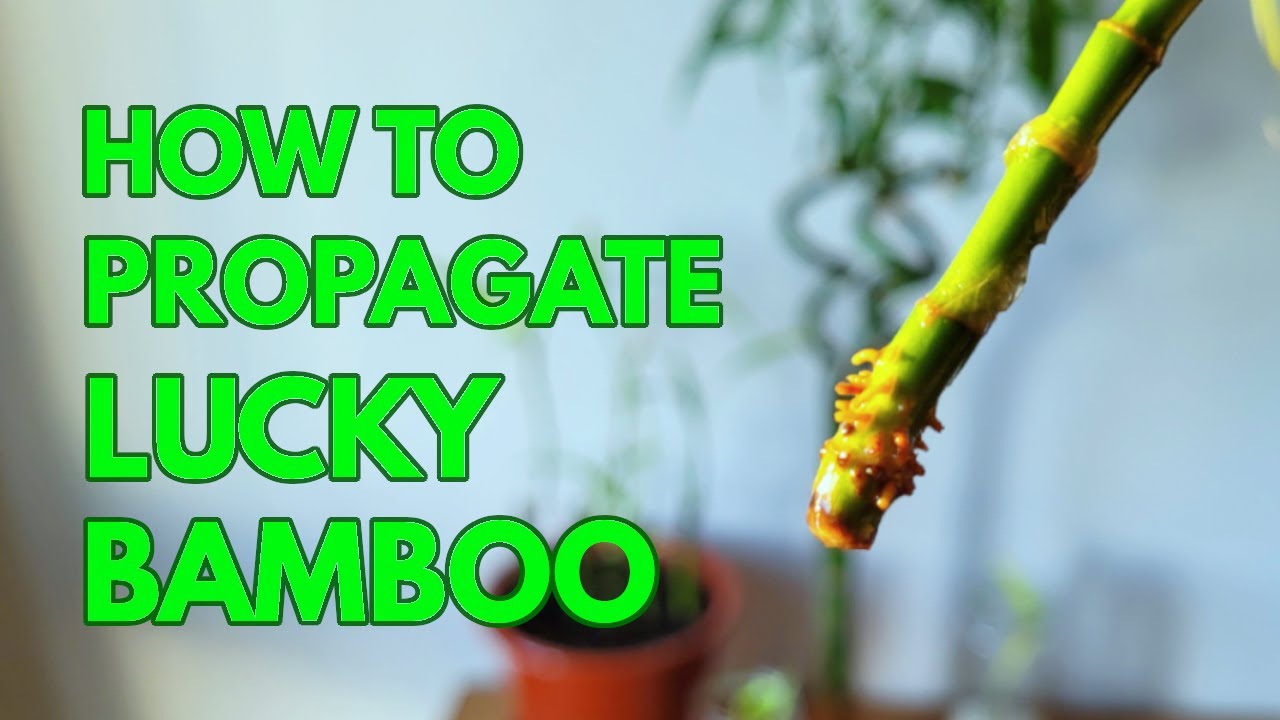 How to Propagate LUCKY BAMBOO