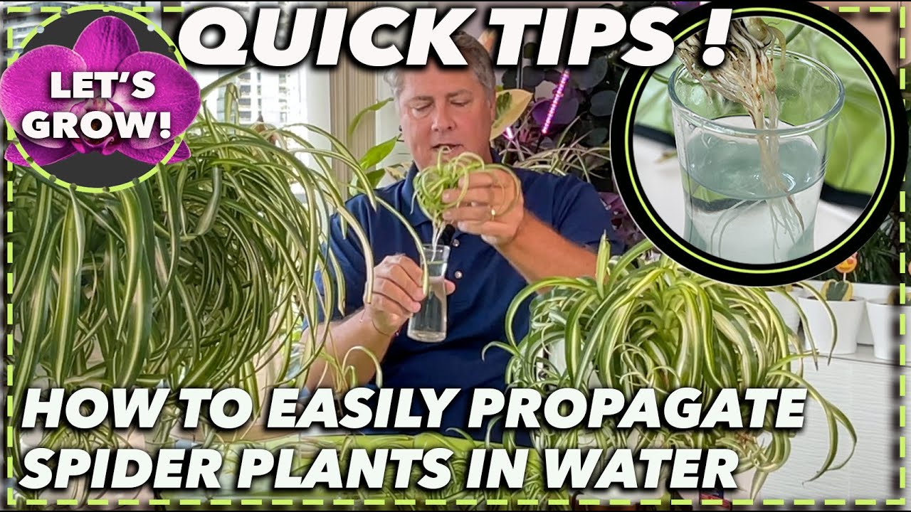 SPIDER PLANT PROPAGATION WATER METHOD