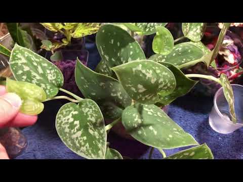 Satin Pothos Growing In Sphagnum Moss