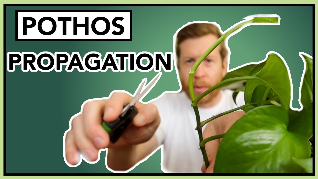 How to PROPAGATE Pothos in Water | Houseplant How to Ep 24