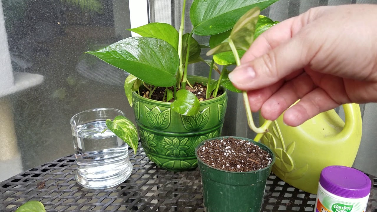 Quick and Easy Way to Propagate Pothos Cuttings and Vines in Soil or Water