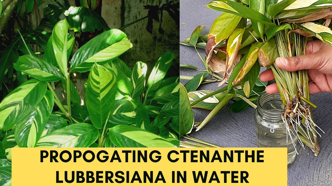 Ctenanthe Lubbersiana Propagation
