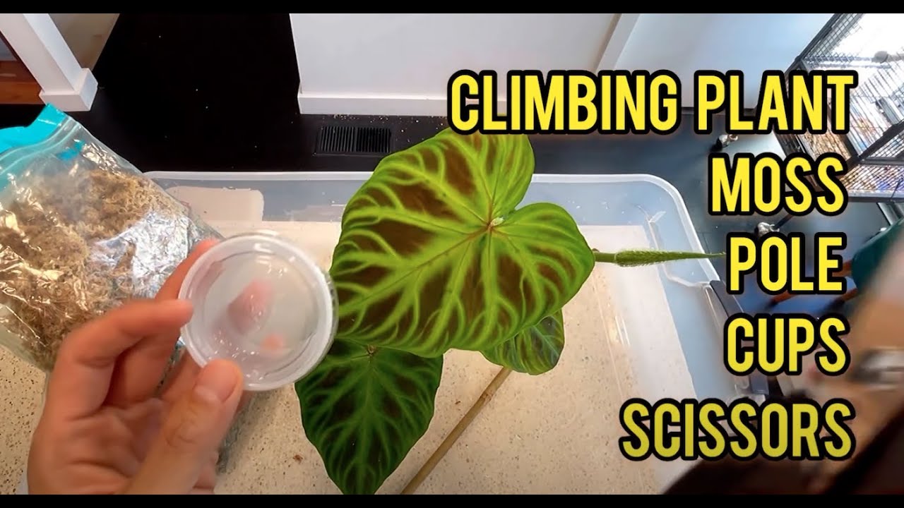 Best New Way To Air-Layer A Philodendron for Propagation