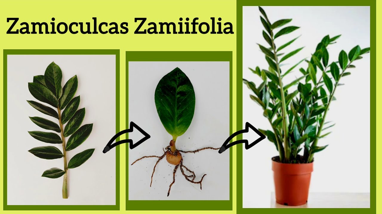 How to have a giant zamioculcas zamiifolia from a leaf