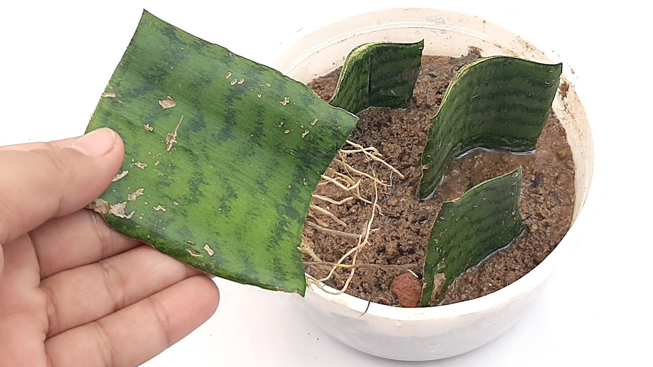 how to propagate snake plant#Snake Plant Propagation by Leaf Cutting in Water and Soil @DianCrafts