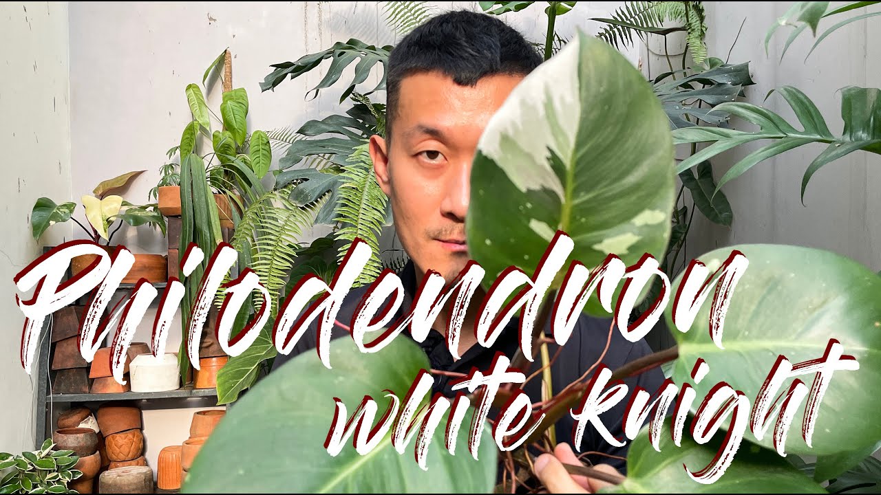 Philodendron erubescens 'White Knight' Care Tips and Propagation - WITH SATISFYING UPDATES!