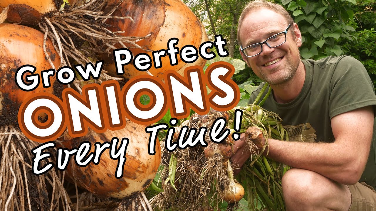 Grow Perfect Onions - Every Time!