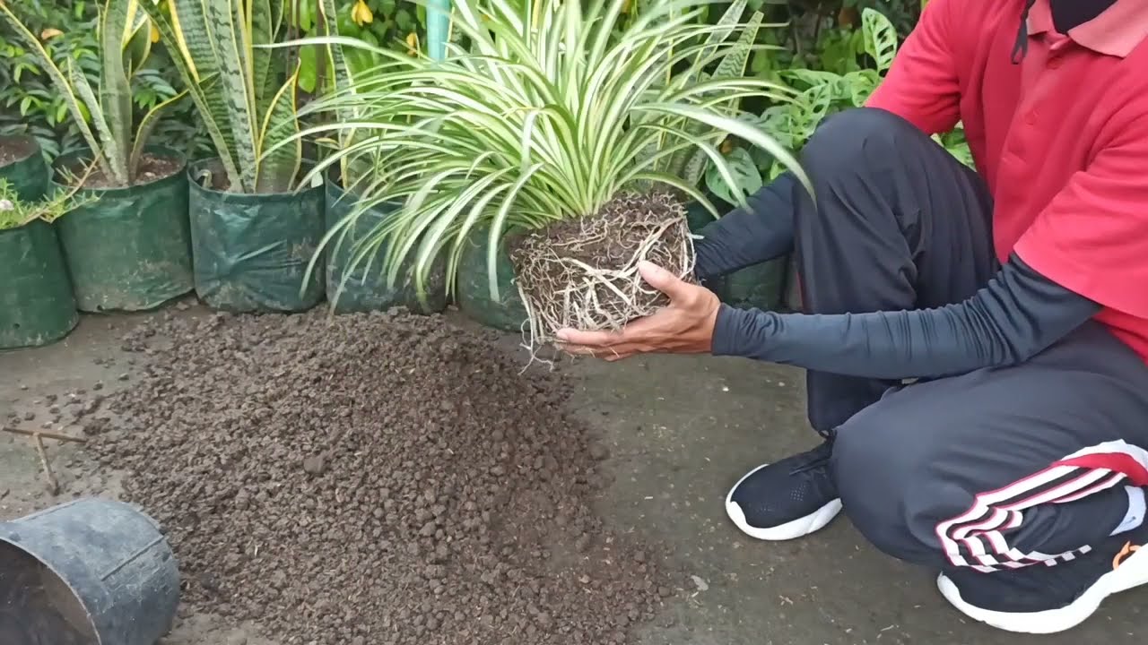 How to Propagate Spider Plant by Division Easily