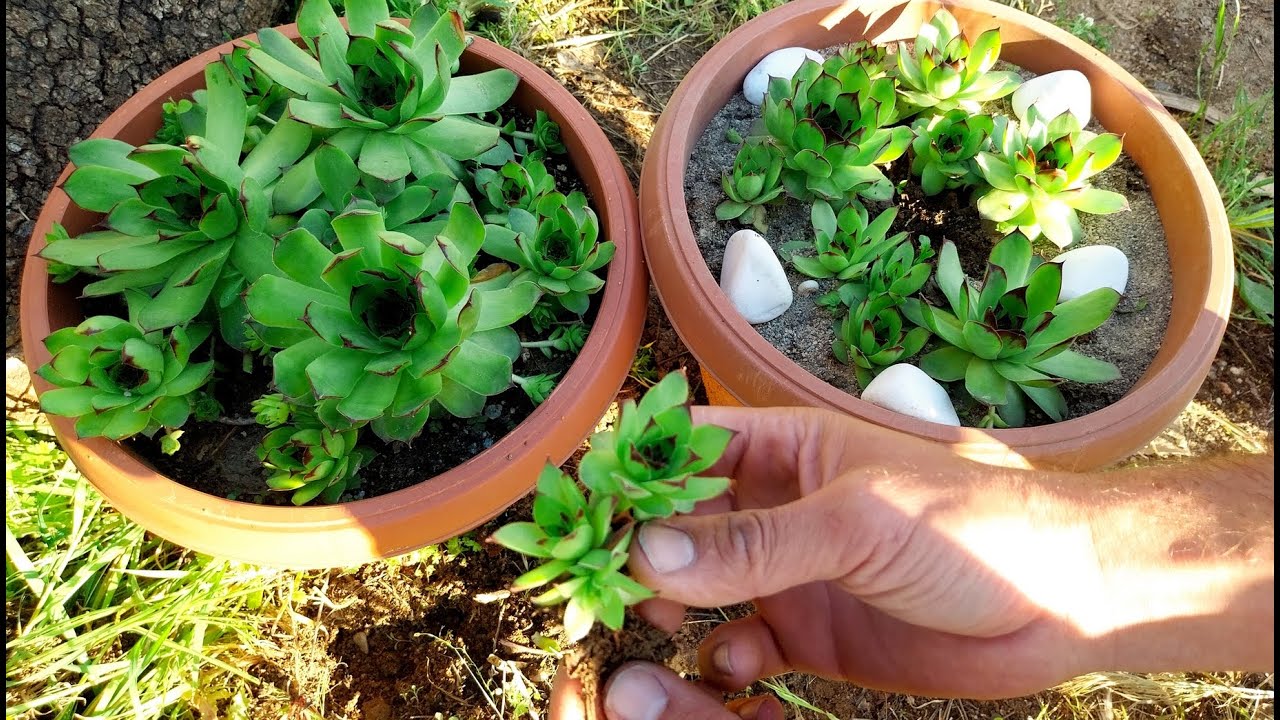 How to Propagation Sempervivum (Hens & Chicks) Succulents very Easy