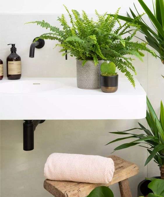 Bathroom accessories: Boston Fern (Nephrolepis exaltata)