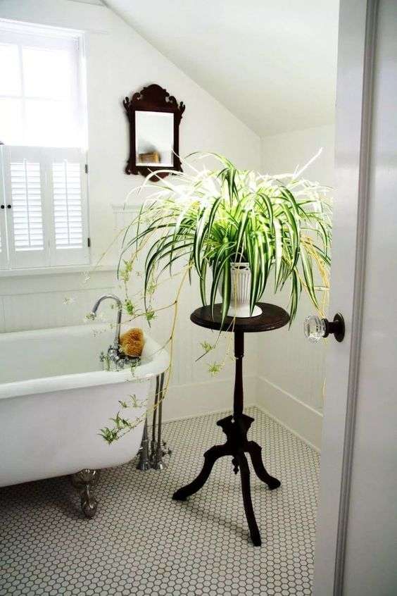  Spider Plant (Chlorophytum comosum) in bathroom