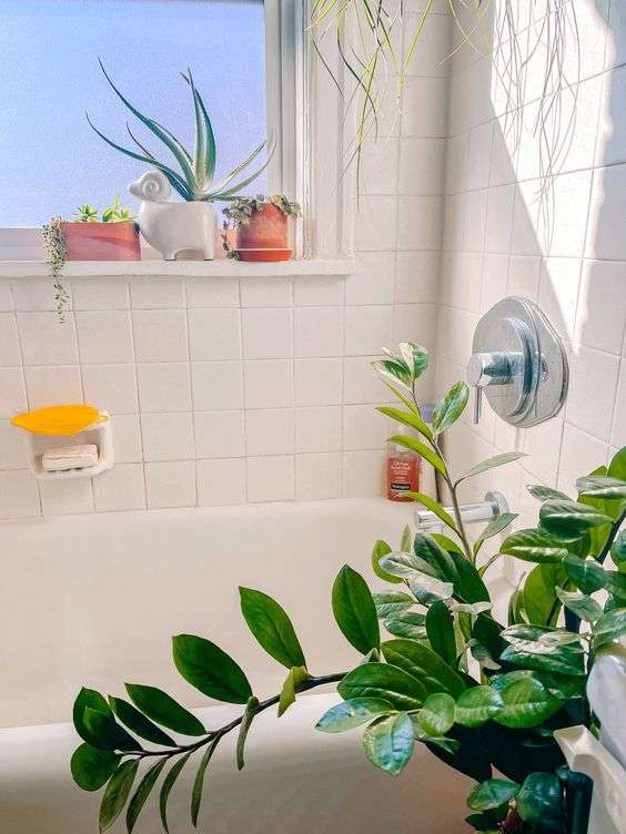ZZ Plant (Zamioculcas zamiifolia)