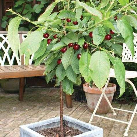 Fruit trees: 