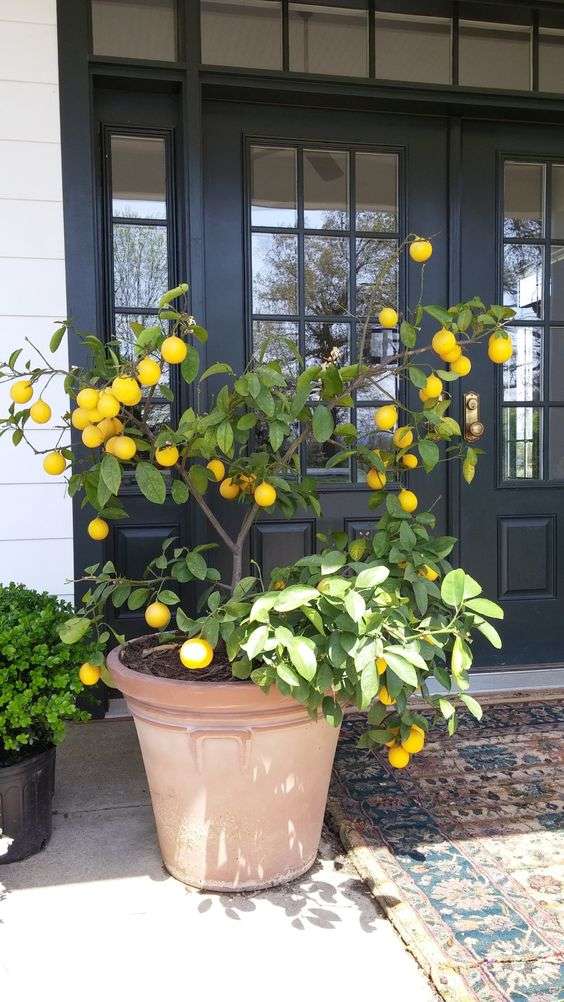 Potted lemon trees