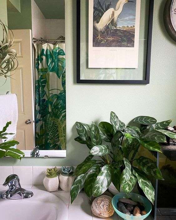 Chinese Evergreen (Aglaonema)