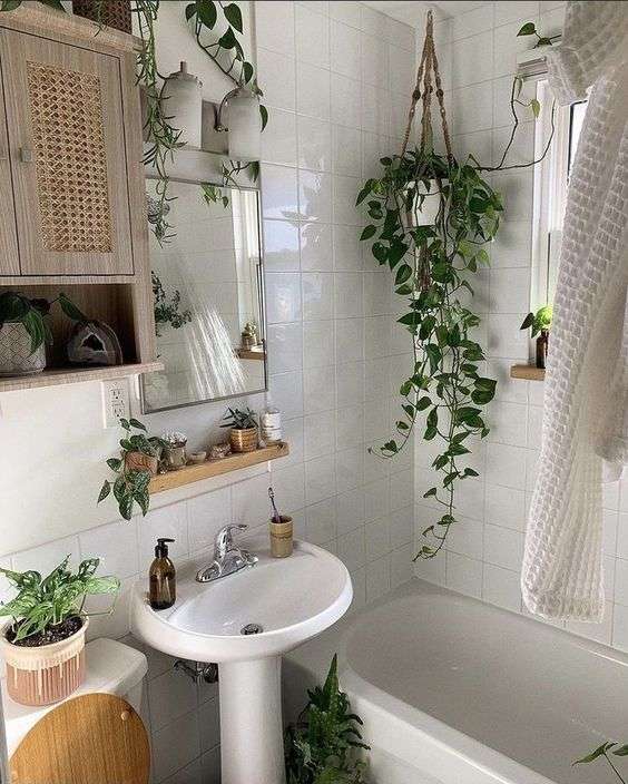 Pothos (Epipremnum aureum)