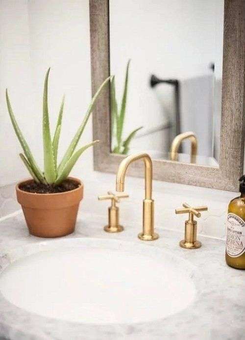 Bathroom accessories: Aloe Vera (Aloe barbadensis)