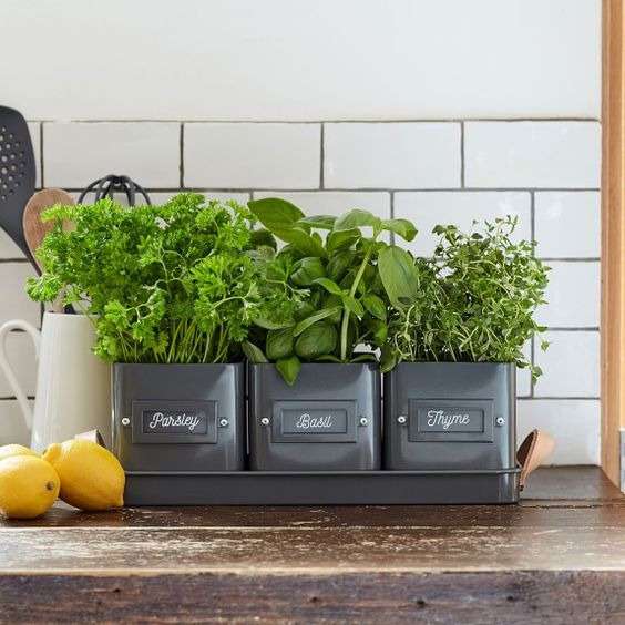 Pots of fresh herbs for your Kitchen Countertop Decoration: 