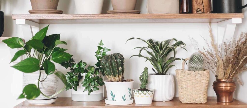 Slow decoration is plants in our homes.