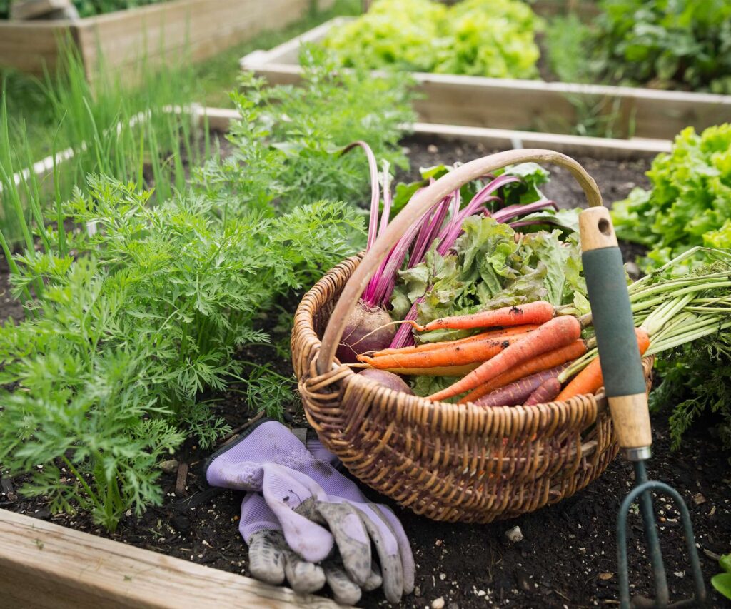 vegetables you should plant in your outdoor garden