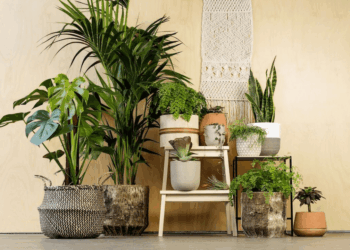 Best indoor plants