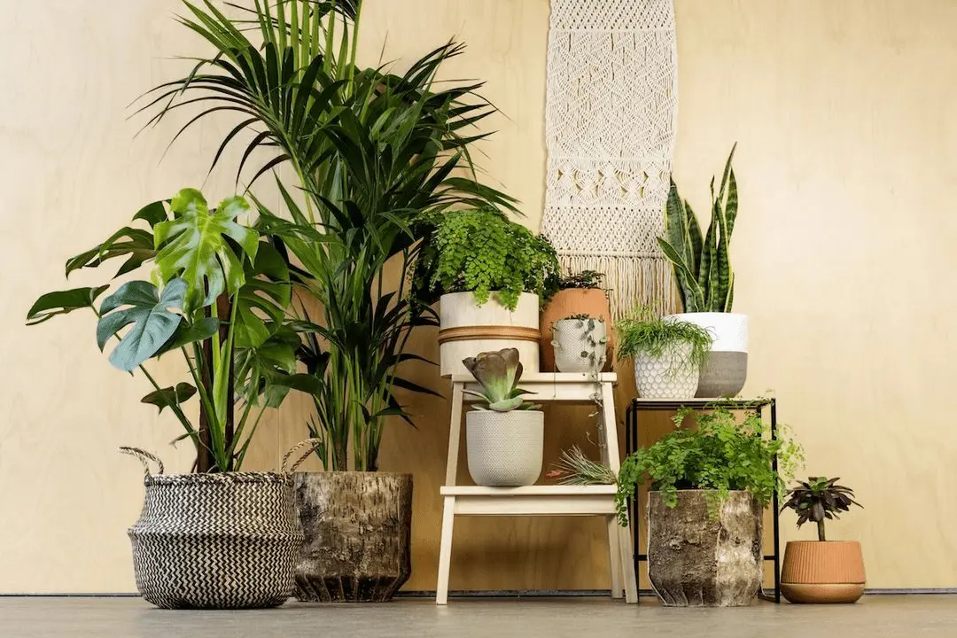 Best indoor plants