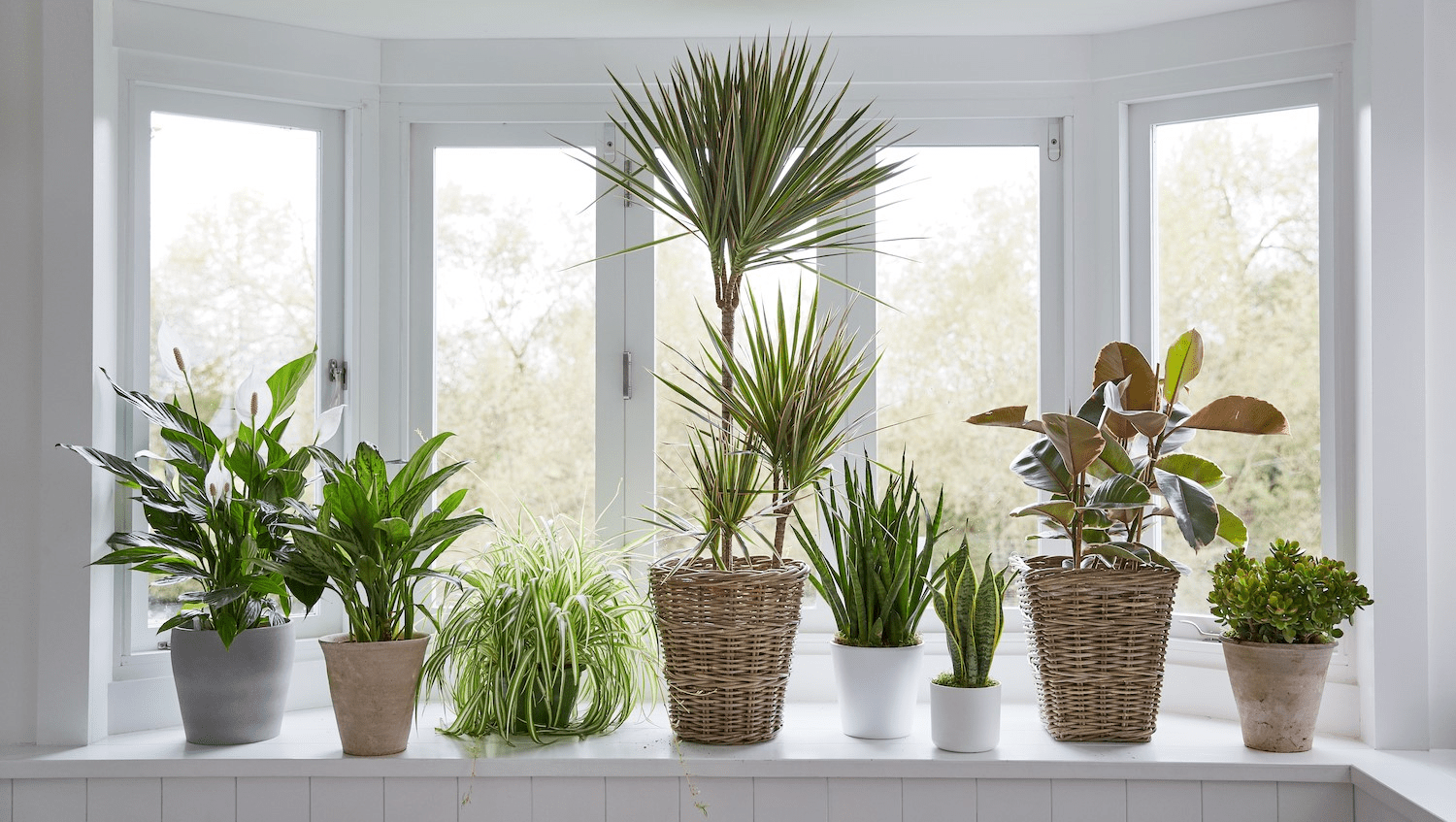 indoor plants