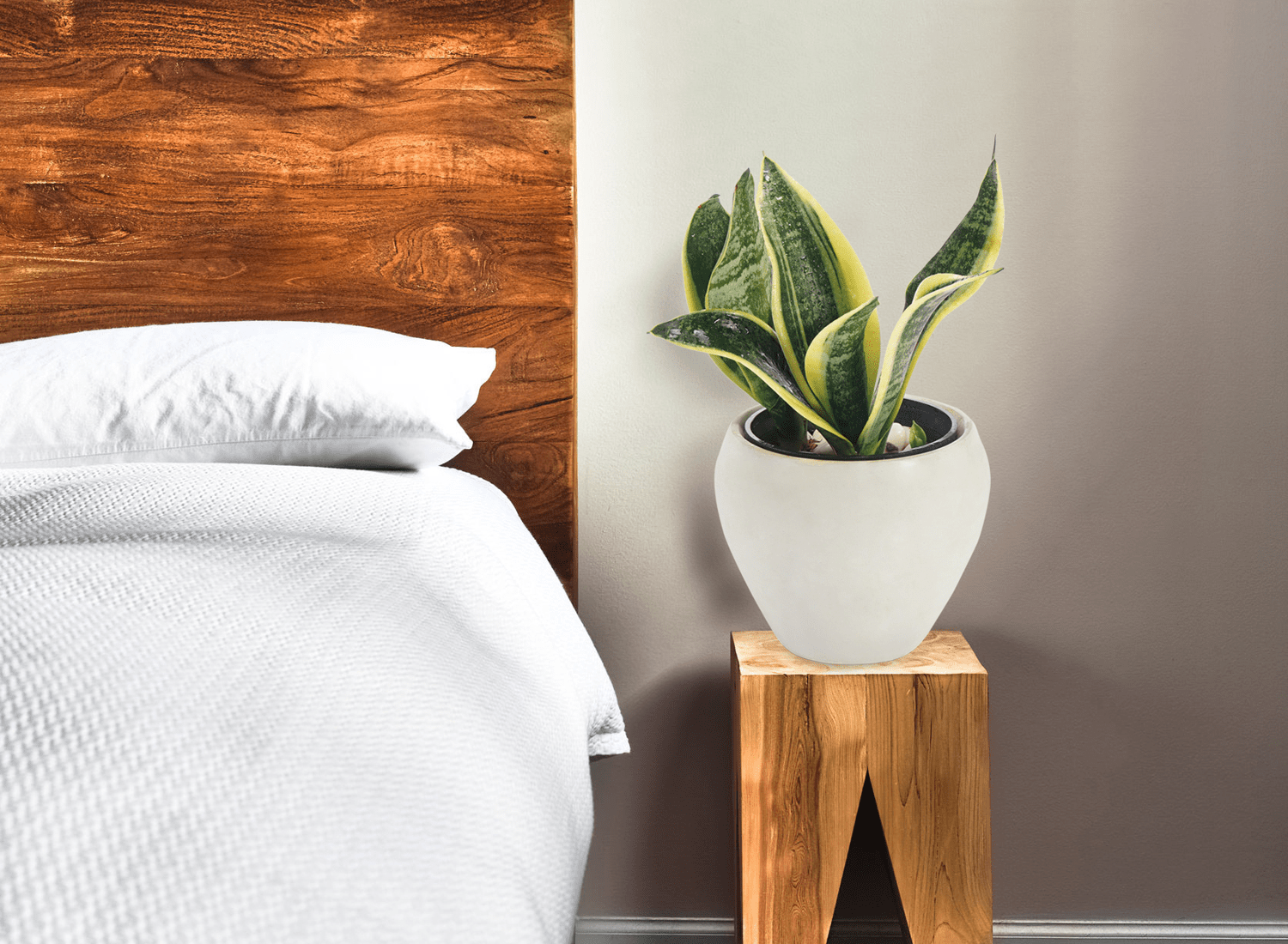 Snake Plant Bedroom
|Bedroom Plants Snake Plant