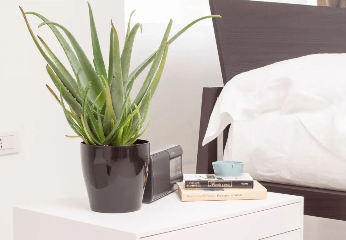 Planta Aloe Vera Interior