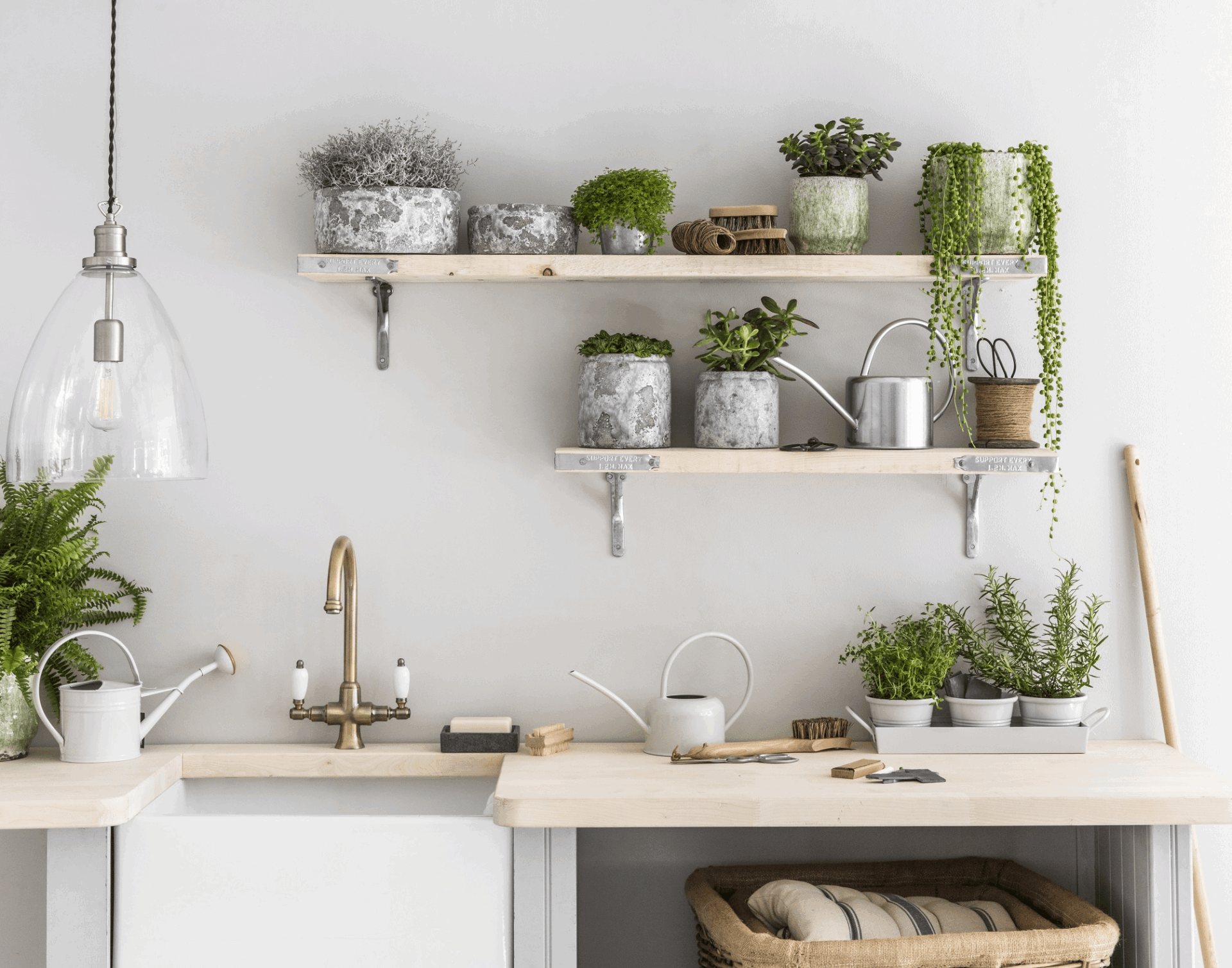 Plants for Kitchen| Plants in Kitchen