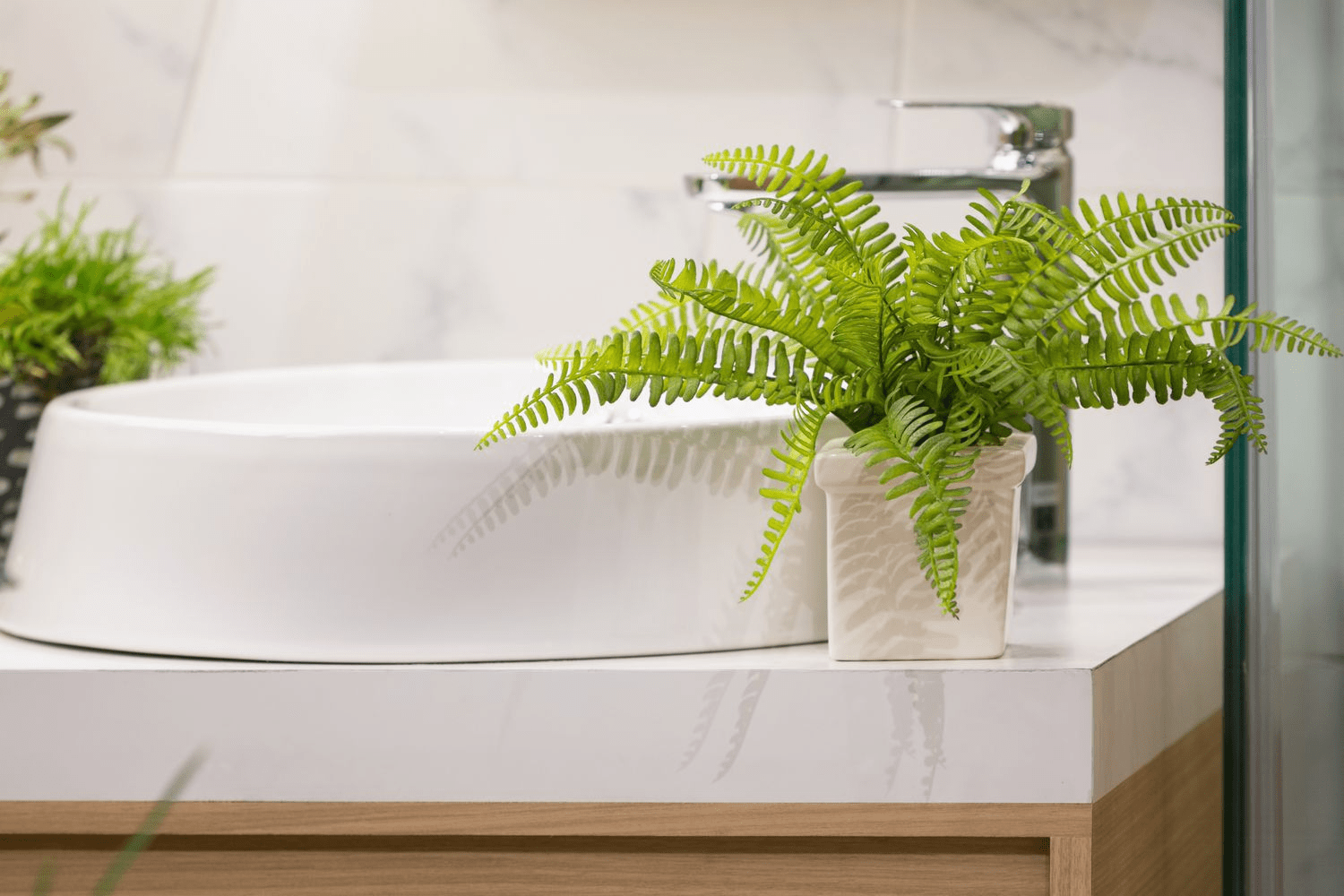 Plant in Bathroom| Boston Fer
