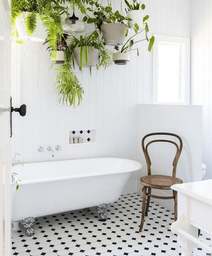 bathroom plants| bamboo palm in bathroom