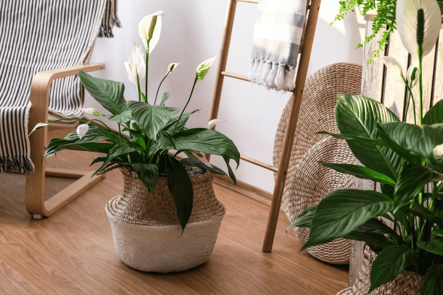 Peace Lily | Peace Lily Plant