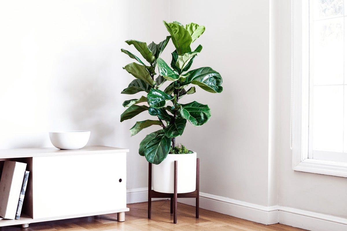 Ficus lyrata|
Fiddle-Leaf Fig|
Ficus| Plant Indoor|
Indoor Plants