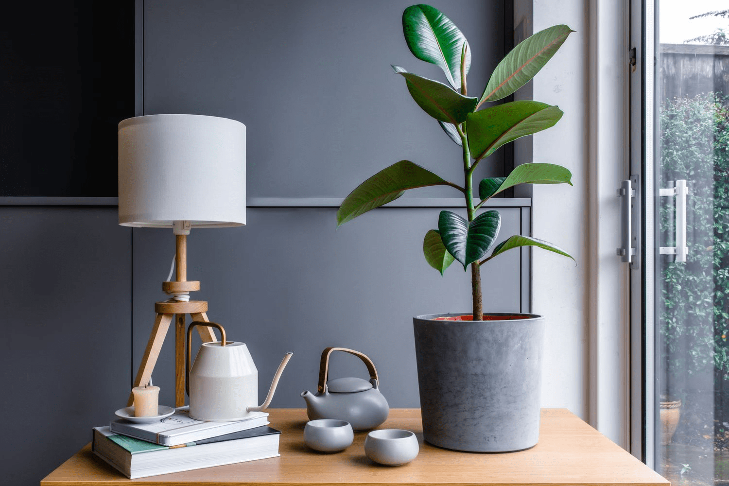 Indoor Plants|
Ficus Plant|
Rubber Tree Indoor