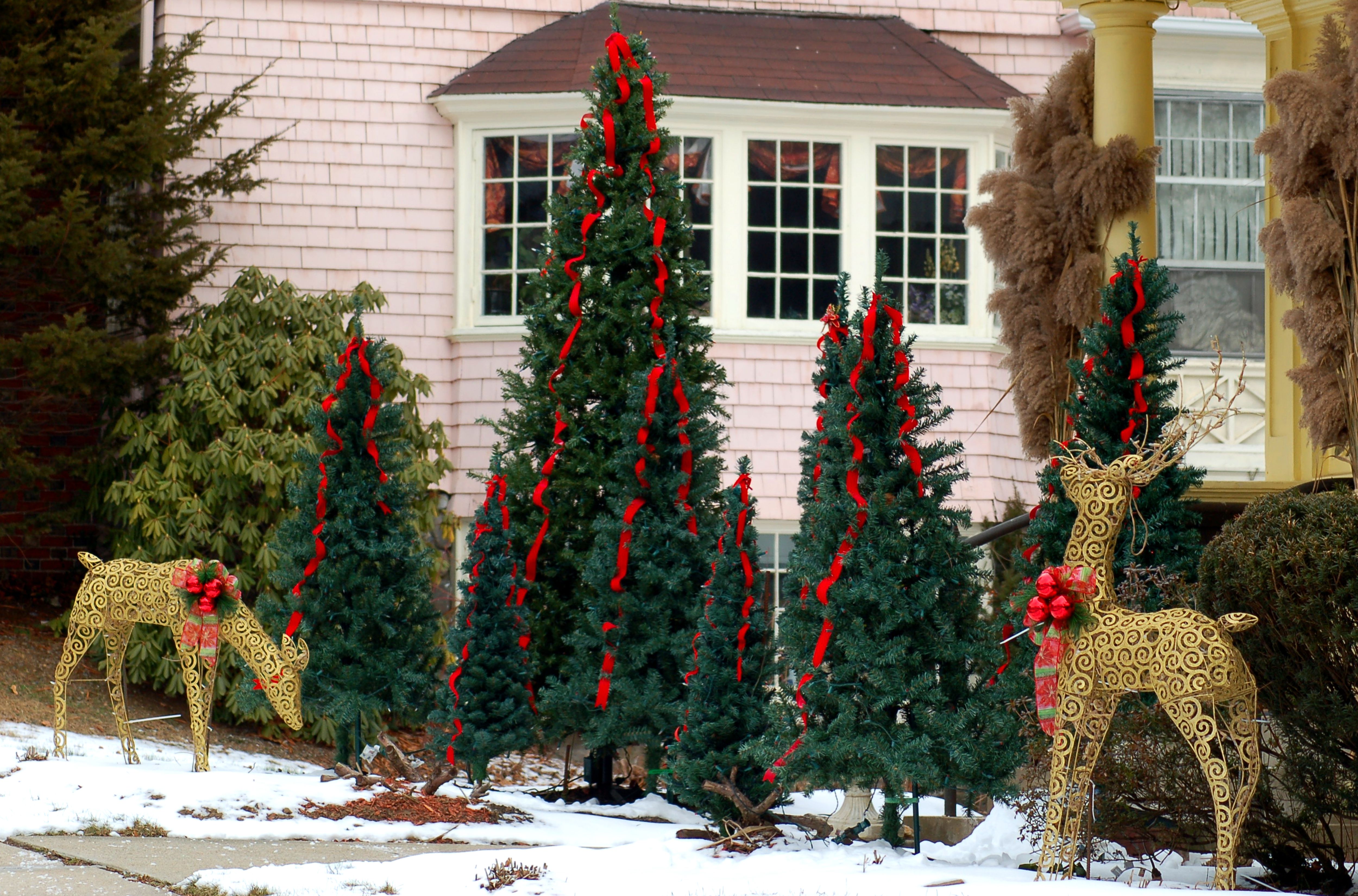 Illuminating Trees and Bushes