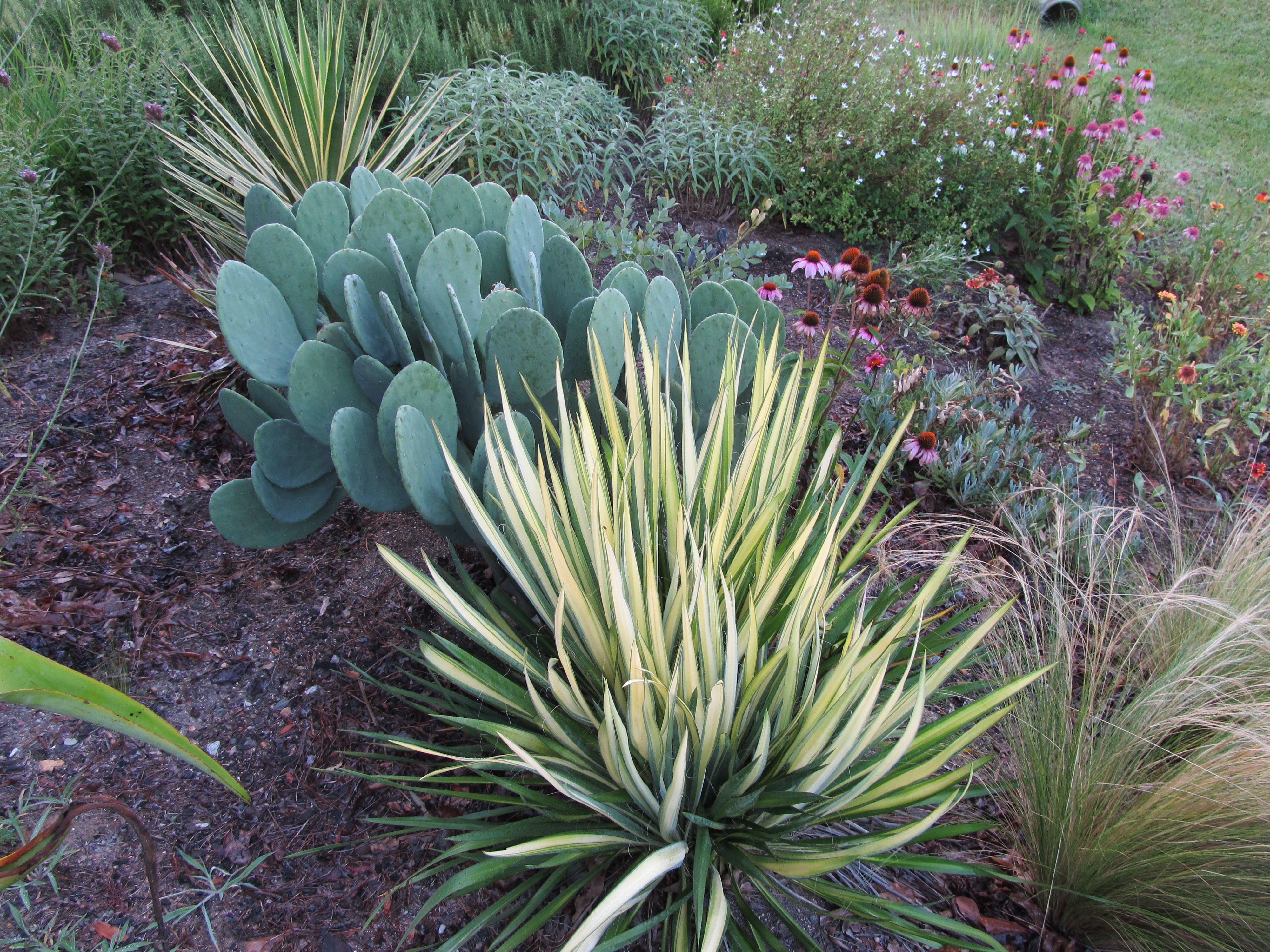 low maintenance backyard ideas on a budget