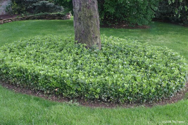 low maintenance front yard landscaping