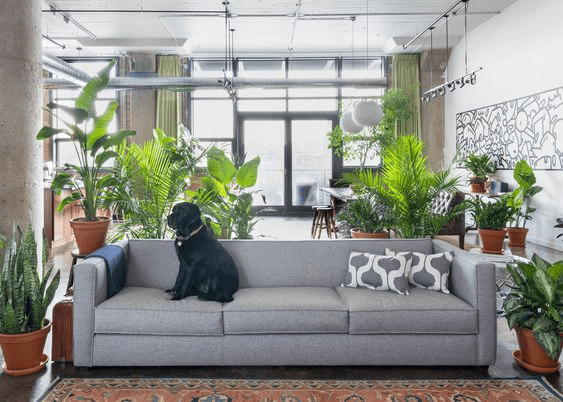indoor plants| behind table couch