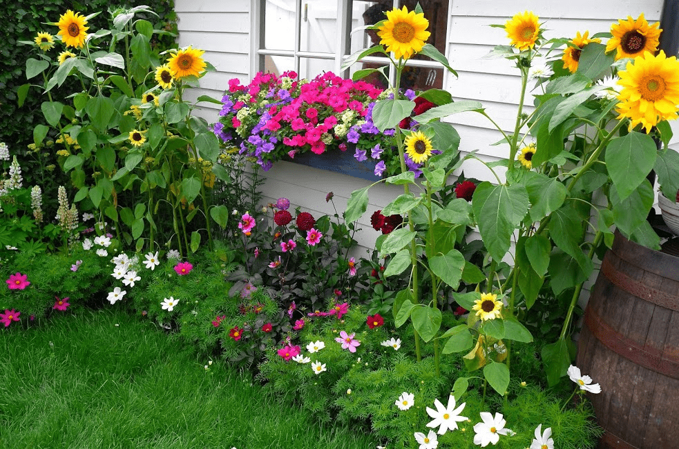 garden beds