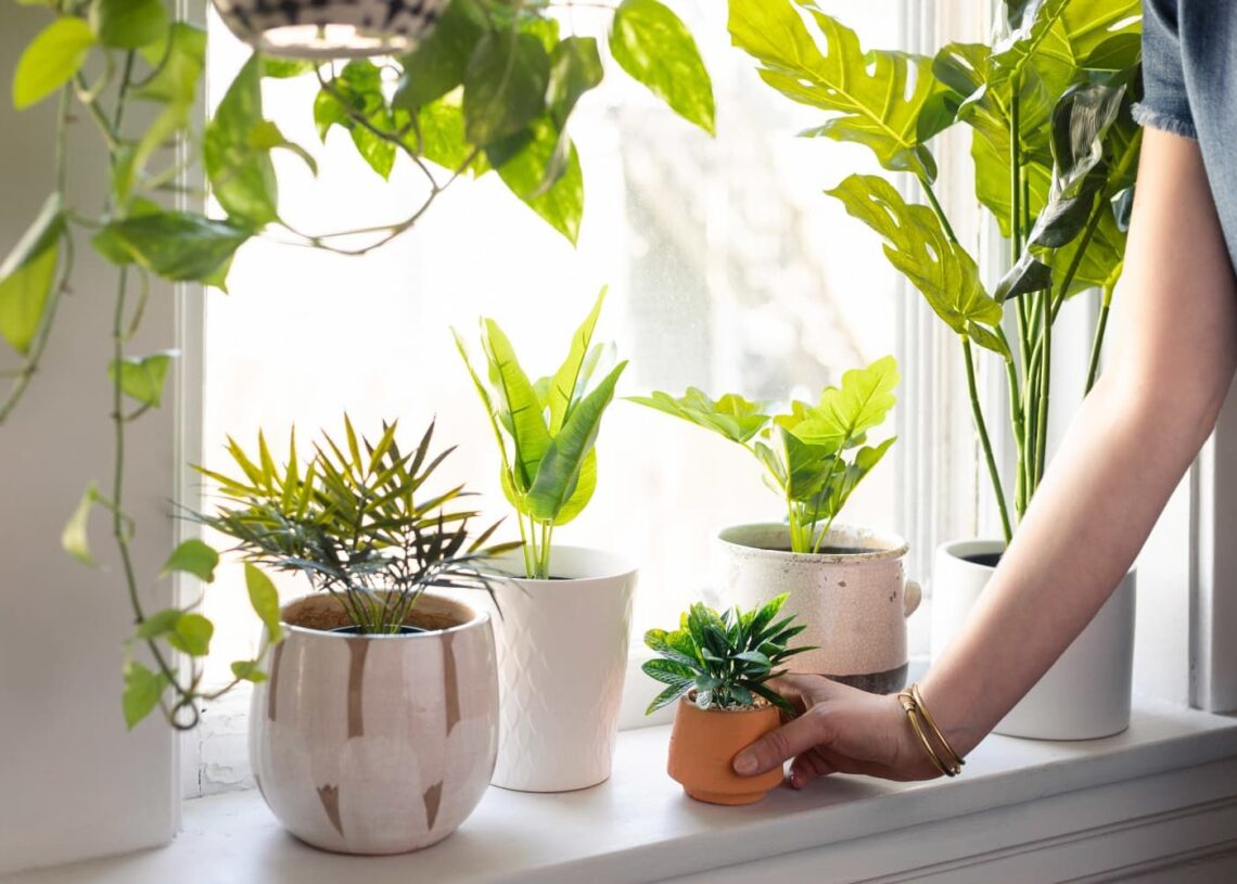 Windowsill Plants| where should indoor plants be placed
