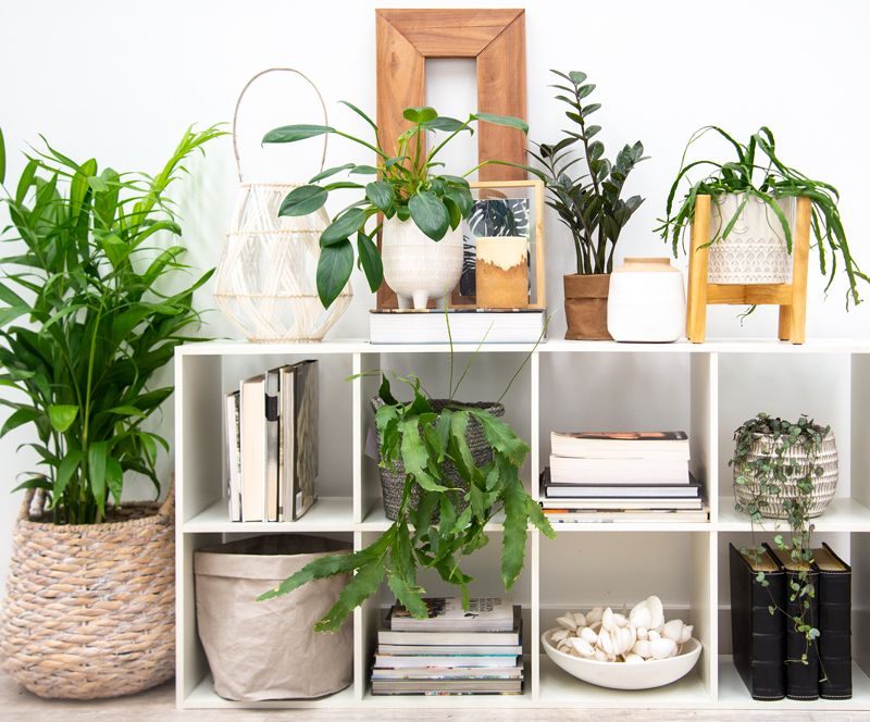 best place for houseplants
