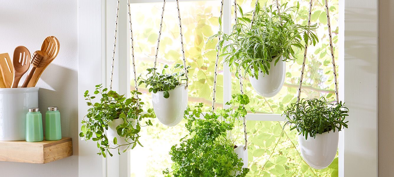 where to place pothos plant

