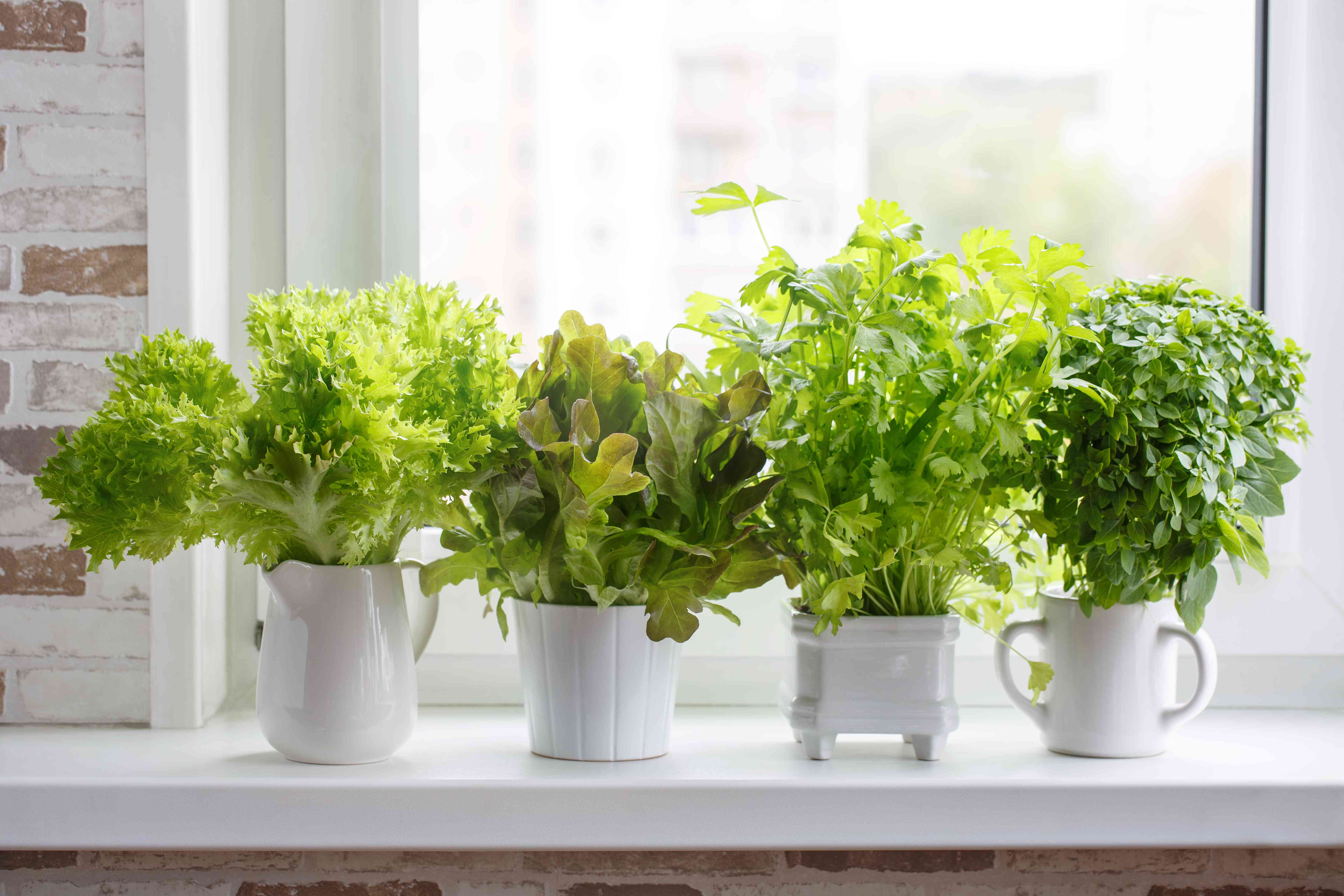 Indoor Kitchen Garden