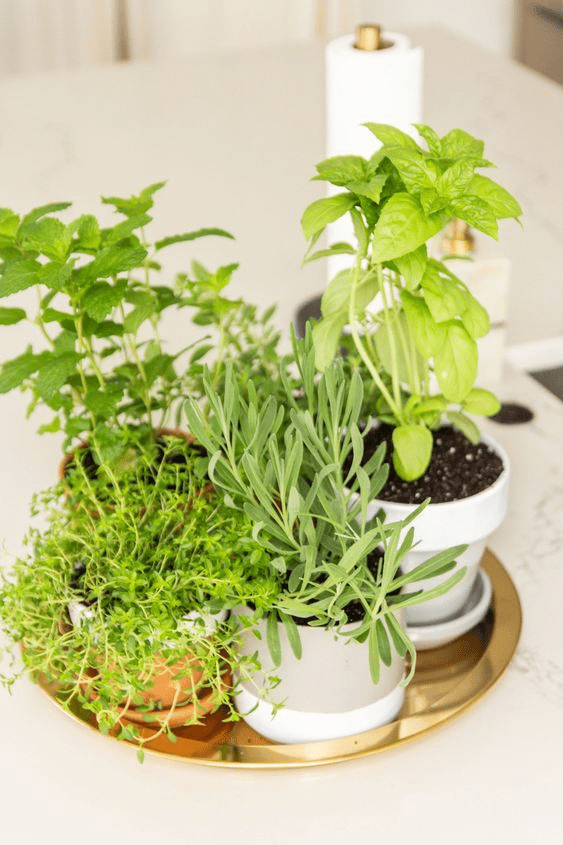 How to Plant a Countertop Herb Garden with Dipped Pots