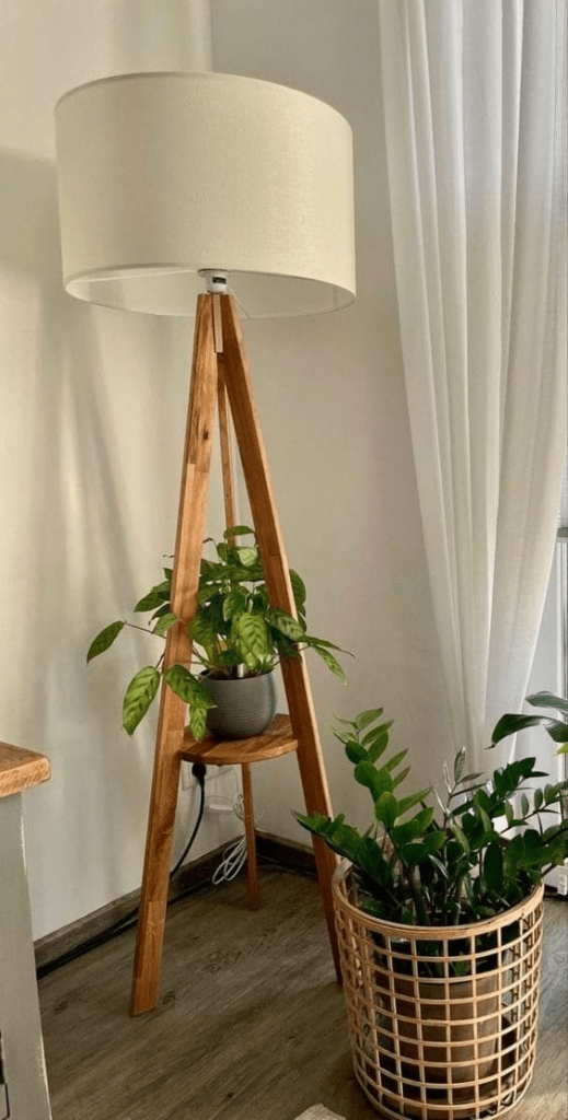 best place for spider plant
