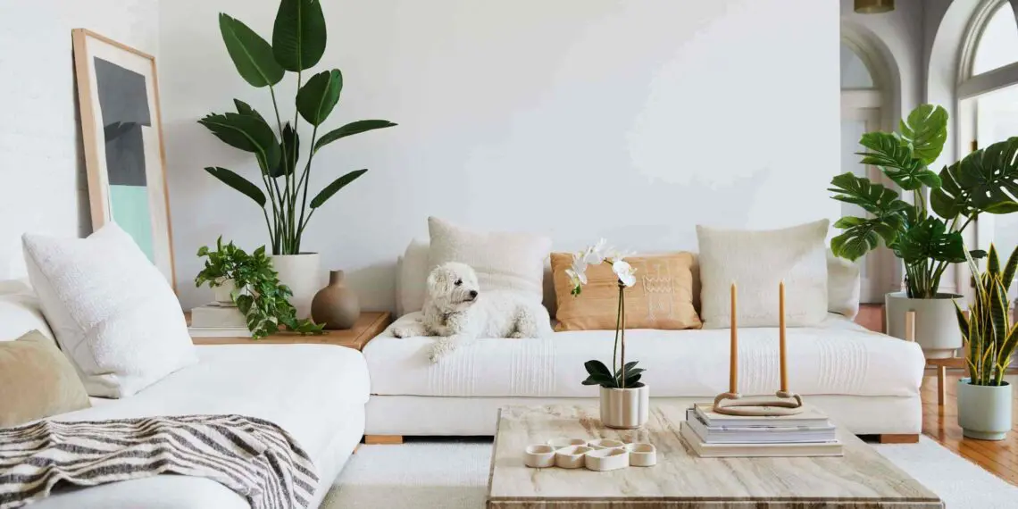 Where Should Indoor Plants Be Placed: The Best Tips 11 Living Room Plant|
Potted Plants in the Living Room
