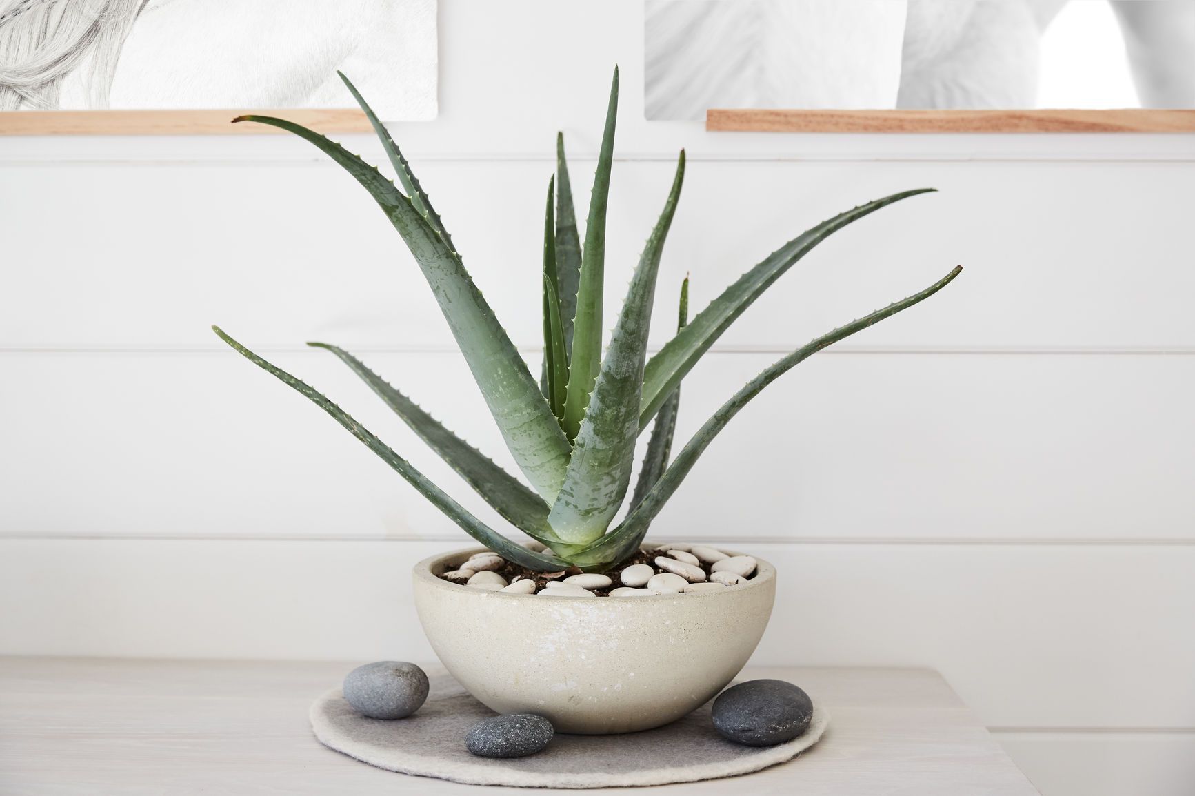 how do you grow aloe