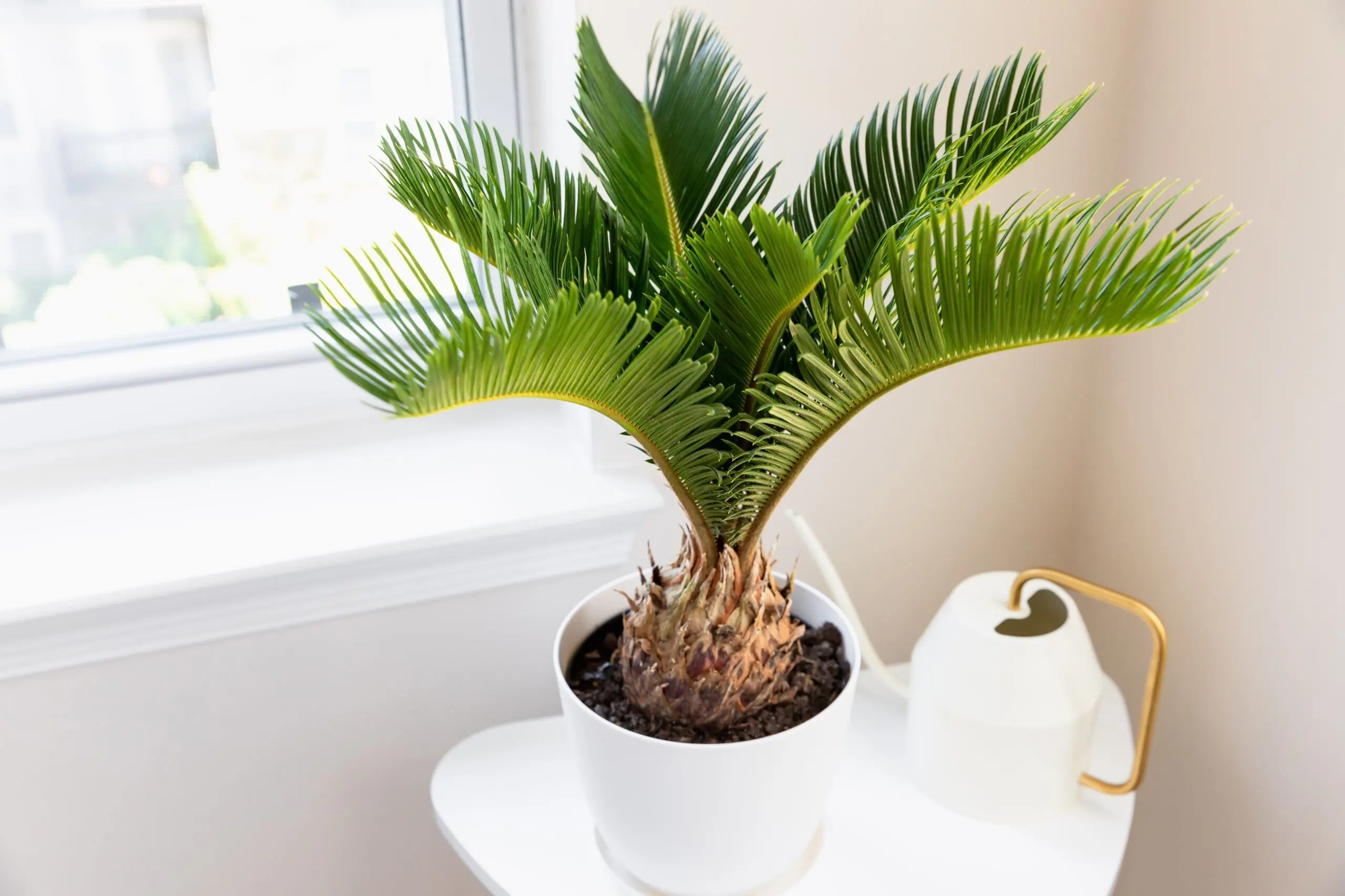 houseplants poisonous cats