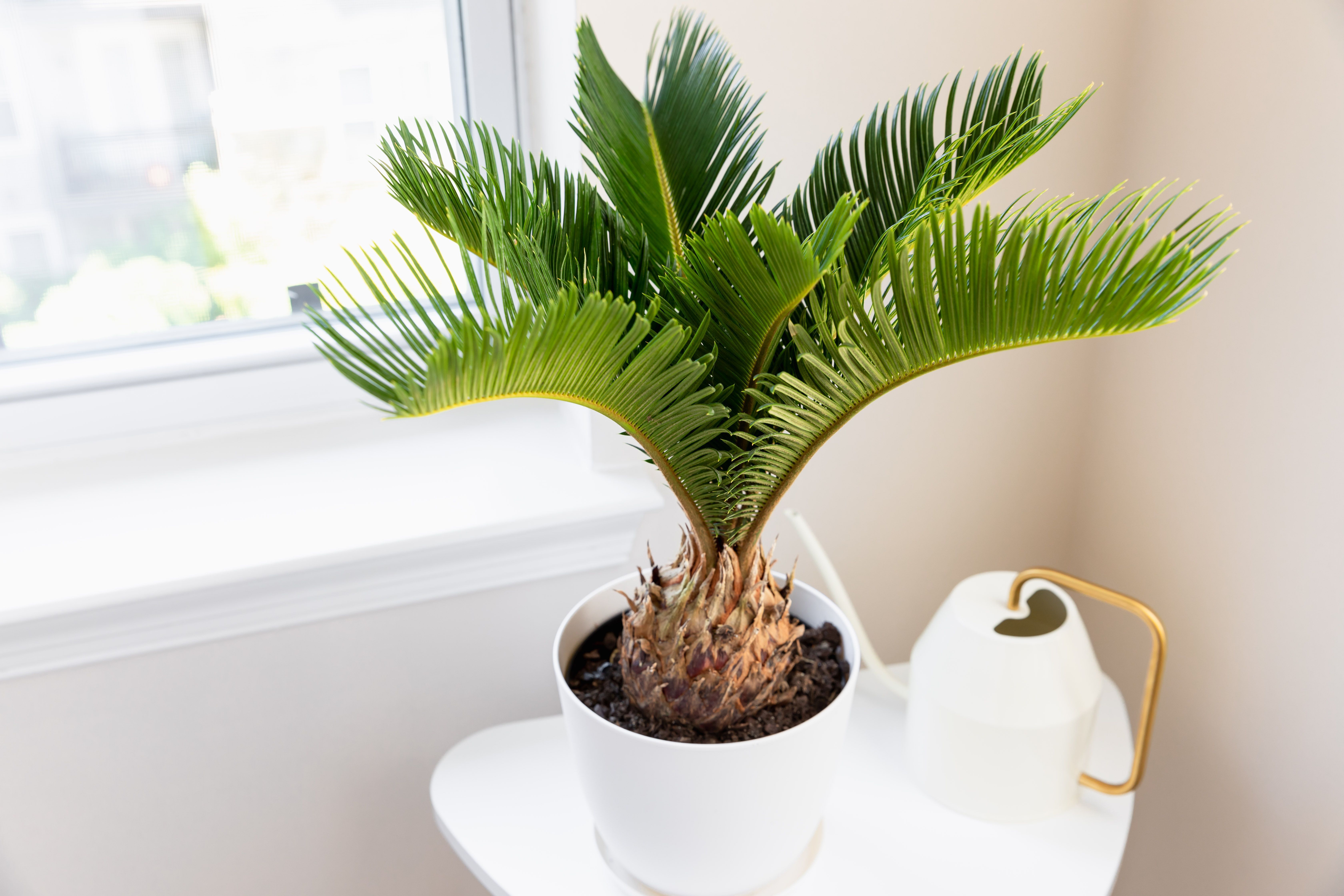 houseplants poisonous cats
